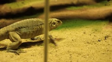 İguana kumda yürüyor..