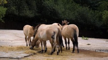 Atlar tarlada otluyor..