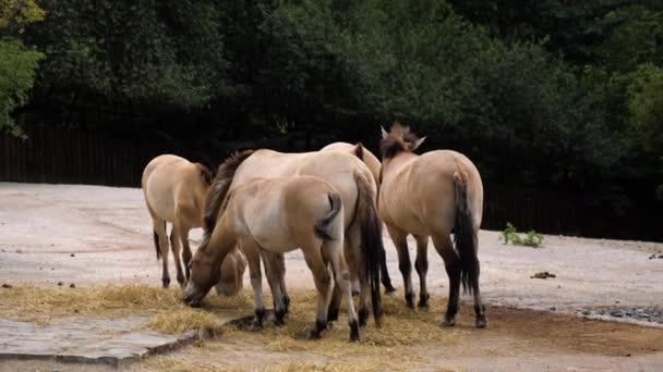 Les chevaux paissent sur un champ .