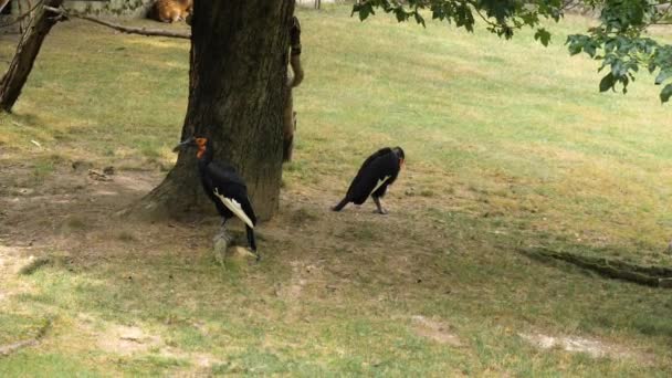 Südlicher Erdhornvogel steht unter dem Baum. — Stockvideo