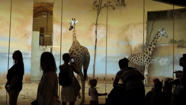 Prague, Czech republic - 15.08.2019: People looking at giraffa at the Prague zoo. — Stock Video