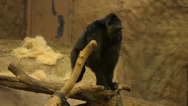 Baby gorilla wandelen in de avairy. — Stockvideo