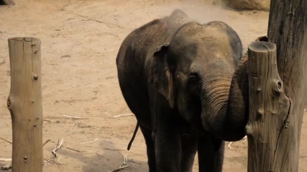 Éléphant asiatique jetant de la poussière sur son dos .