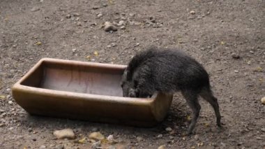 Chacoan peccary avairy 'de yemek yiyor..