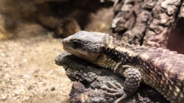 Grand lézard couché sur un rocher . — Video