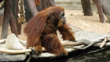 Hayvanat bahçesinde bir dalda oturan yorgun orangutan..