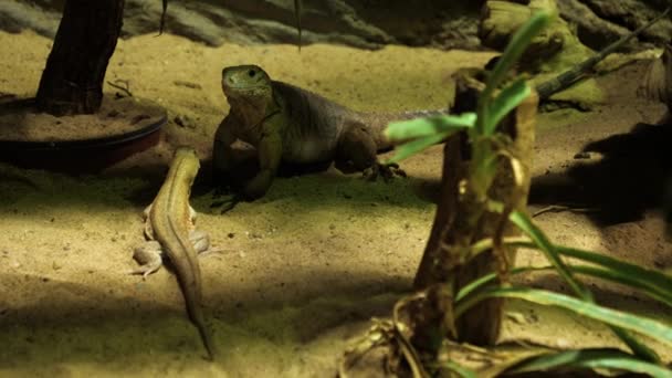 Iguana rampant sur un envoi en terrarium . — Video