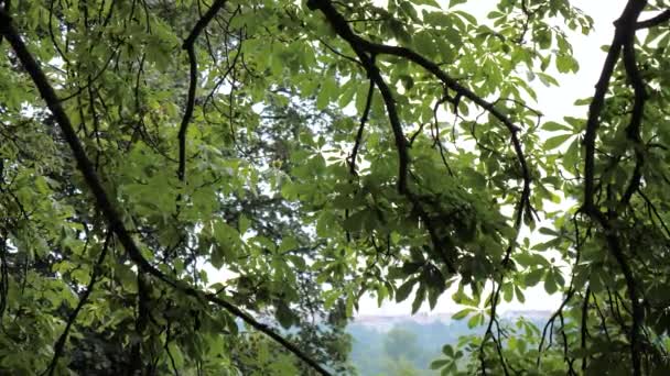 Kastanjeträd grön skog utsikt. — Stockvideo