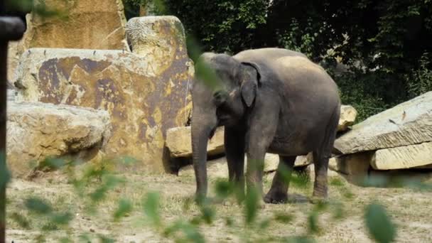 Elefante joven en un entorno zoológico . — Vídeo de stock