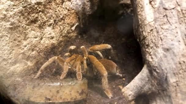 Spider hiding next to small cave. — Stock Video