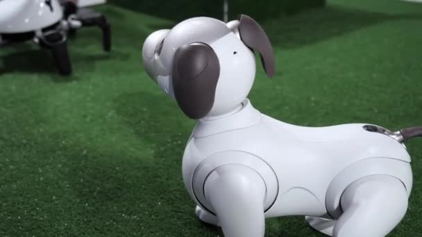 Hunderoboter Sony Aibo schaut sich um. — Stockvideo