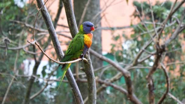 Fantastisk papegoja som sitter på en brunch i ett träd. — Stockvideo