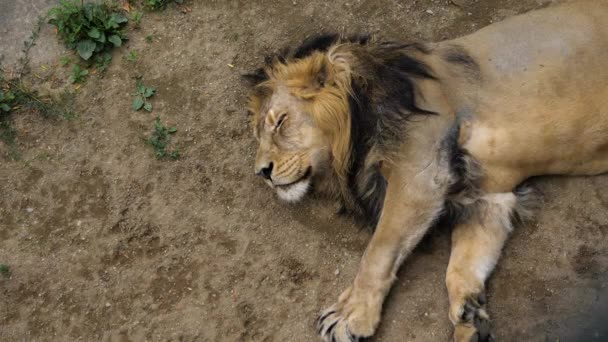 León africano durmiendo en un caluroso día de verano . — Vídeo de stock