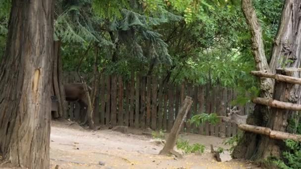 トナカイが動物園を走って遊んでいる. — ストック動画