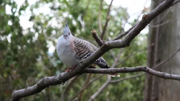 Beautiful blue bird sitting on a brunch. — Stock Video