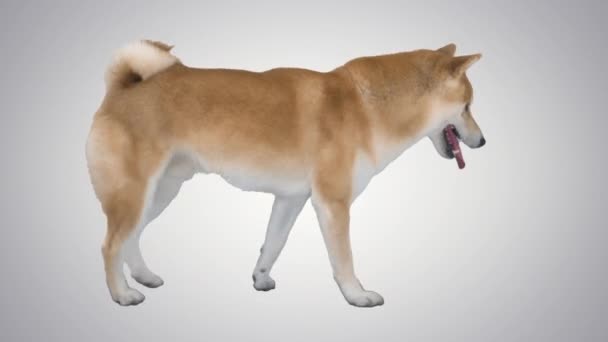 Roztomilý shiba inu pes chůze na gradient pozadí. — Stock video