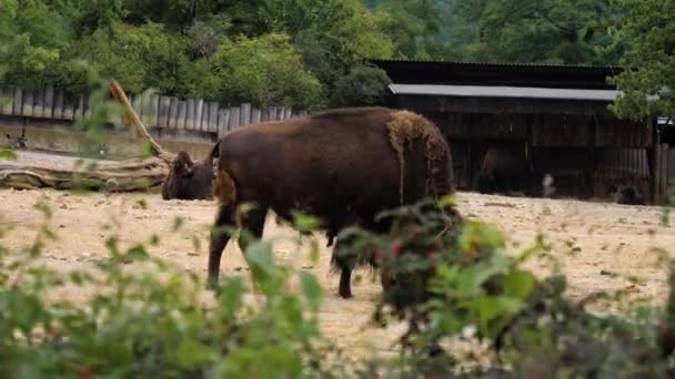 American bison in an avairy — Stock Video