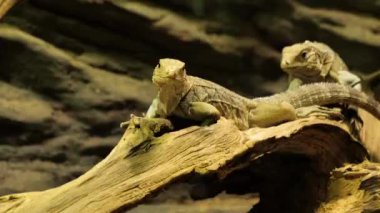 İki iguana bir tahta parçasının üzerinde sürünüyor..