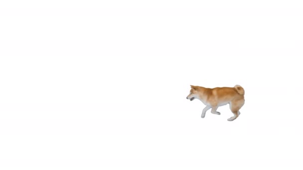 Shiba Inu běží za míčem na bílém pozadí. — Stock video