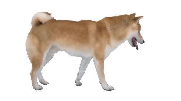 Söt Shiba Inu Dog Promenad på vit bakgrund. — Stockvideo