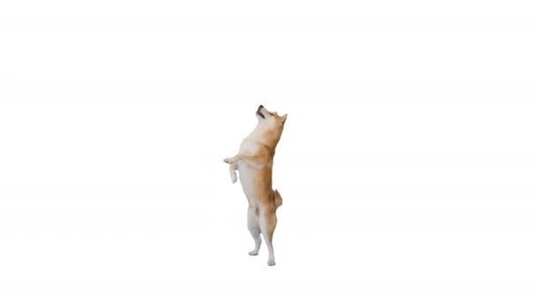 Menina treinamento shiba inu, cachorro japonês, hachiko no fundo branco . — Vídeo de Stock