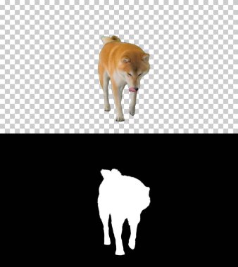 Şirin küçük Shiba Inu Yürüyüşü, Alfa Kanalı