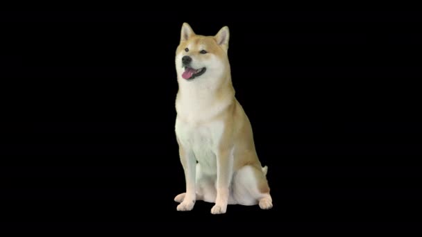 Lindo perro shiba inu sentado esperando, Alpha Channel — Vídeo de stock