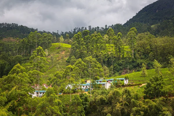 Plantación de té —  Fotos de Stock