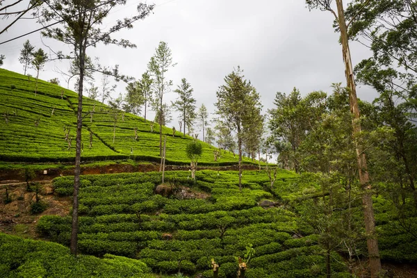 Plantación de té — Foto de Stock