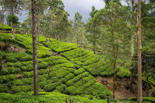 Plantación de té — Foto de Stock