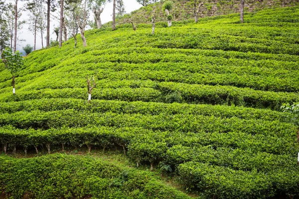 Plantación de té —  Fotos de Stock