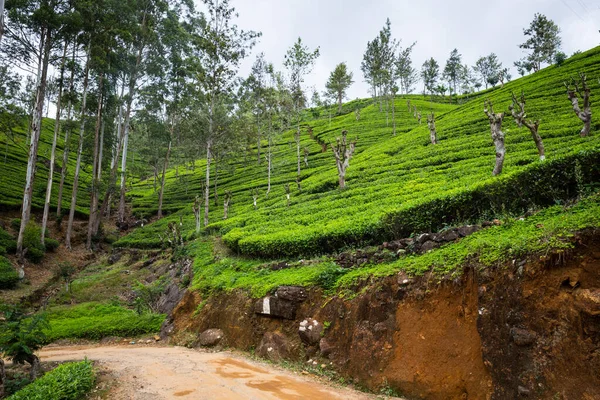 Plantación de té — Foto de Stock