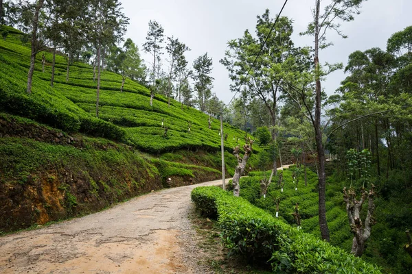 Plantación de té — Foto de Stock