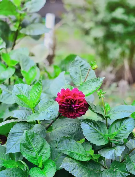 Sokakta Dahlia Bush 'un yakın çekimi.