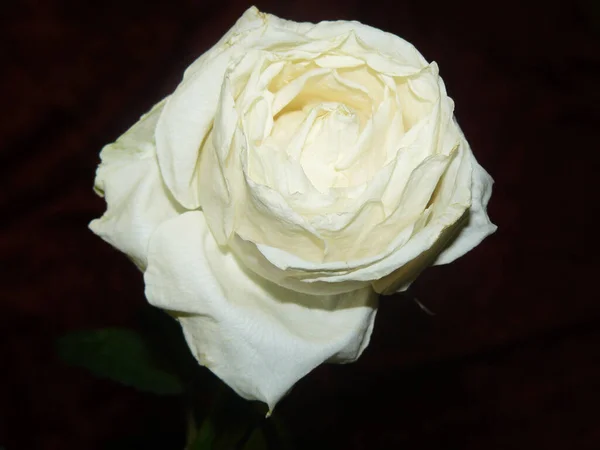 Beyaz bir gül Close-Up.