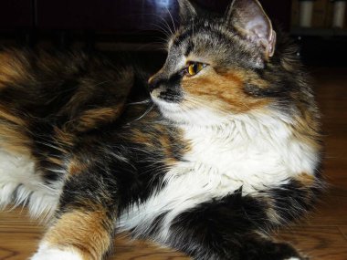 Masada yatan bir kedinin yakın çekimi. Yüksek kalite fotoğraf