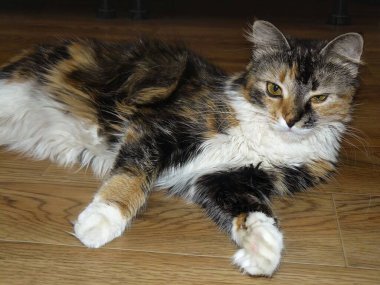 Tahta bir masanın üzerinde yatan bir kedi. Yüksek kalite fotoğraf