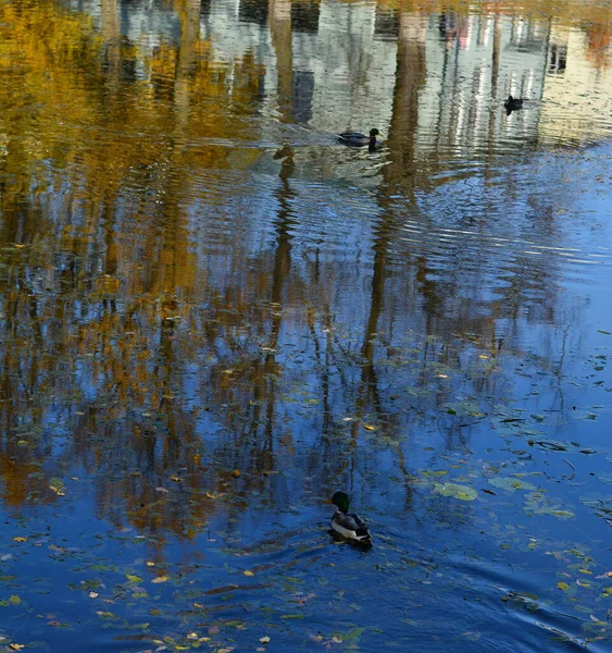 Uma Lagoa Com Patos Árvores Nela — Fotografia de Stock