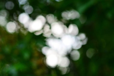 Arkaplan için yeşil ağaçların bulanık fotoğrafı