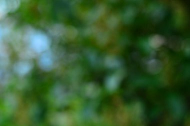 Arkaplan için yeşil ağaçların bulanık fotoğrafı