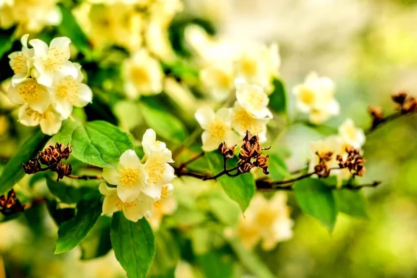 Närbild Blomma Högkvalitativt Foto — Stockfoto