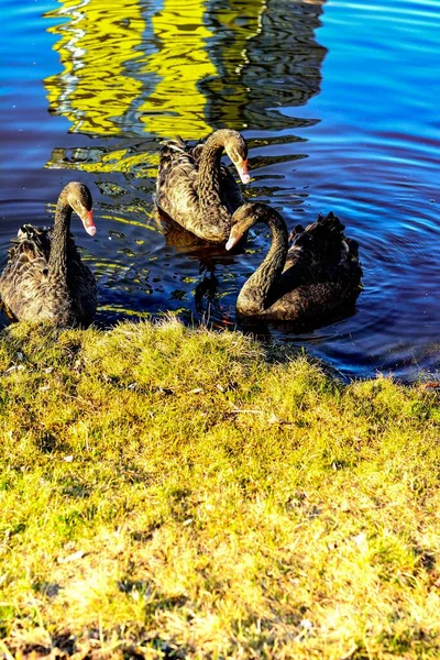 Cisnes Negros Nadam Uma Lagoa Parque — Fotografia de Stock