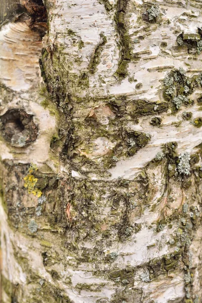 Fotoğraf için arkaplan olarak ağaç