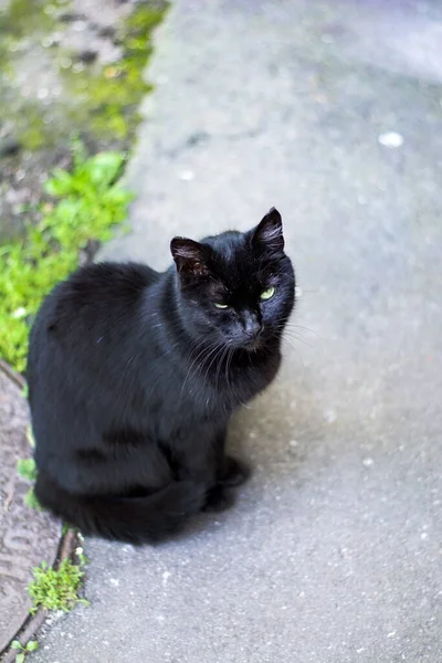 Gros Plan Chat Noir Assis Par Terre Dans Rue — Photo