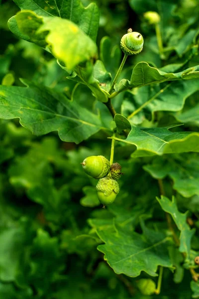 Close-up of an oak tree with acorns.