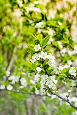 Ağaçta beyaz kiraz çiçekleri