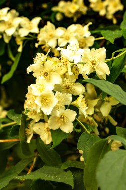 Beyaz yasemin çiçekleri çalıların üzerinde