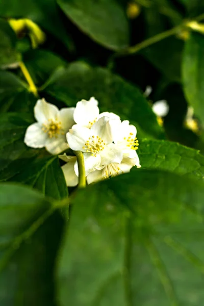 Beyaz Yasemin Çiçekleri Çalıların Üzerinde — Stok fotoğraf