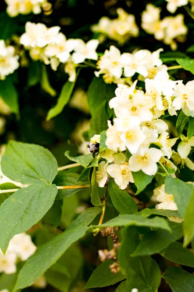 White Jasmine Flowers Bush — Stock Photo, Image