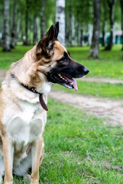Sokakta, ağaçların arasında bir Alman çoban köpeği uzaktan bir şey görmüş ve şaşırmış görünüyor.